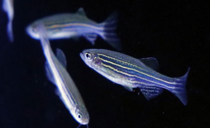 Humans and zebrafish share neural networks and pathways that can produce hypersensitivity to sound. Getty. 